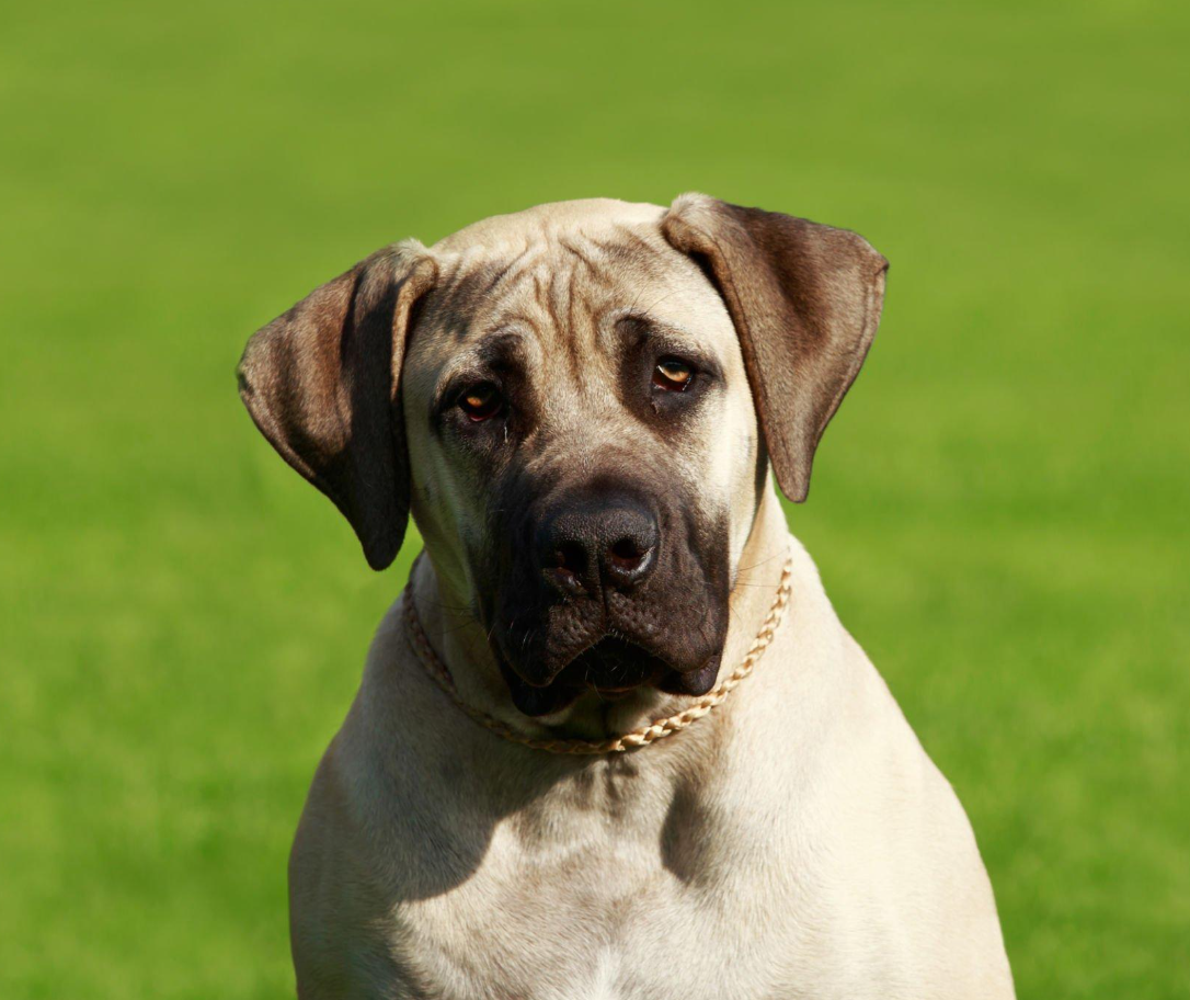English Mastiff